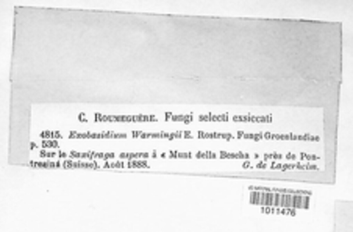 Exobasidium warmingii image